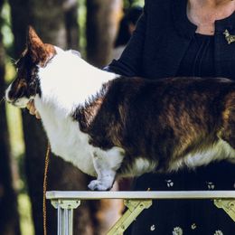 Cardigan Welsh Corgis from ROSEWIND CARDIGANS
