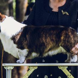 Cardigan Welsh Corgis from ROSEWIND CARDIGANS