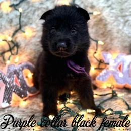 Purple collar - Black female German Shepherd puppy in Canterbury, Connecticut from Nachtwaechter German Shepherds, LLC