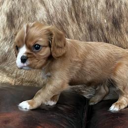 Leo - Ruby male Cavalier King Charles Spaniel puppy in Leonard, Texas from Rising Star Kennels