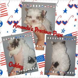 Oakley(TINNNNNNY) - Chocolate, tan and white male Yorkshire Terrier puppy in Wartburg, Tennessee from Amanda's Precious Pups