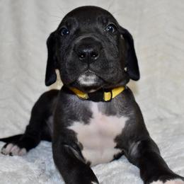 Jim Beam - Black and white male Great Dane puppy in Chapmansboro, Tennessee from Balthrop Bend Farms