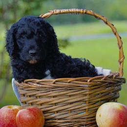 Goldendoodle puppies from Southern Doodles