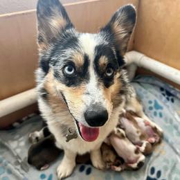 American Corgis and Pembroke Welsh Corgis from Roscoe Ranch Corgis