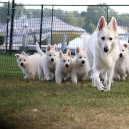 Berger Blanc Suisse Puppies from Nasha Comanda White Swiss Shepherds