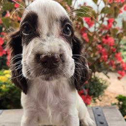 Charlie - White and liver male English Springer Spaniel puppy in Statesville, North Carolina from BAR Z Springers