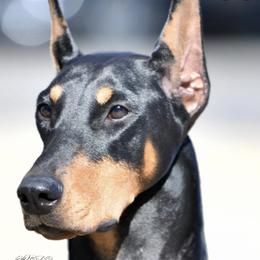 Doberman Pinschers from Masterpiece Dobermans