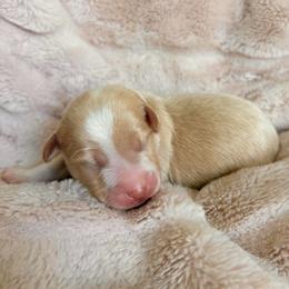 Max - Red male Aussiedoodle puppy in Allen, Texas from Calena’s Doodles