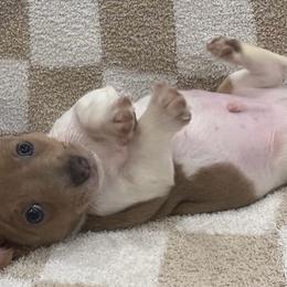 Newt - White and blue fawn male Teddy Roosevelt Terrier puppy in Farmersville, Texas from The Oasis Teddy Roosevelt Terriers