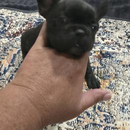 Indie - Brindle and white female French Bulldog puppy in Belvidere, Nebraska from Amore Kennel