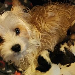 Dachshunds and Yorkshire Terriers from Tiny Paws Dachshund Breeder
