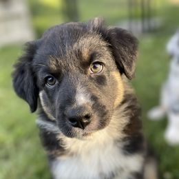 Australian Shepherd Puppies from Bedtime Story Australian Shepherds