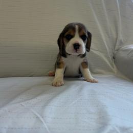 Girl 1 - White black and tan female Beagle puppy in Newman, California from Valley Beagles