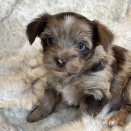Cadbury - Parti male Yorkshire Terrier puppy in Bennettsville, South Carolina from Cottonwood Maltese