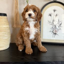 Girl 1 - Red  female Goldendoodle puppy in Phoenix, Arizona from Doodles of the Desert