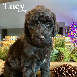 Lucy - female Newfypoo puppy in Jackson, Missouri from Two Sisters Ranch, LLC