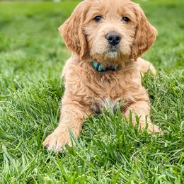 Bernedoodle, Goldendoodle, and Poodle All Grown Up from Best Quality Doodles