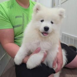 Arrow - White and biscuit female Samoyed puppy in West Jordan, Utah from Rocky Mountain Samoyeds