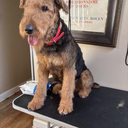 Amelia - Airedale Terrier