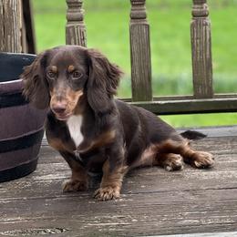 Wednesday - Dachshund