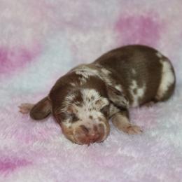 Maple - Dapple female Dachshund puppy in Paris, Texas from Kuttin’ Up Mini Aussies