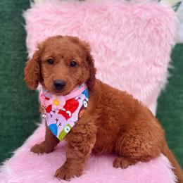 Sage (Coffee Brown) - Red  female Goldendoodle puppy in Miami, Florida from Katy's Toy Poodles & Doodles