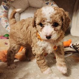 Orange collar girl. - Apricot female Goldendoodle puppy in Los Molinos Ca, California from Sunshine Sanctuary Doodles