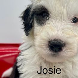 Brown collar female - Sheepadoodle puppy from Luv My Doodle