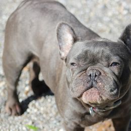 French Bulldogs from Couleur French Bulldogs