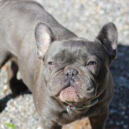 French Bulldogs from Couleur French Bulldogs