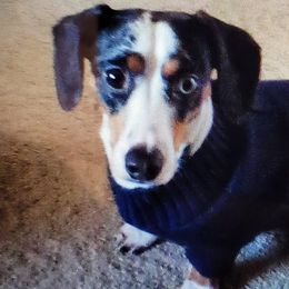 Dachshunds from Lucky Sevens Farm