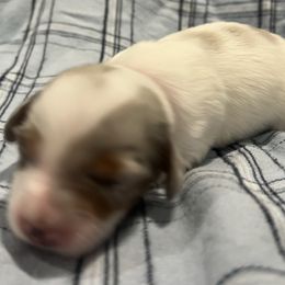 Delilah - Piebald female Dachshund puppy in Wesley Chapel, Florida from Russell Lee Overton