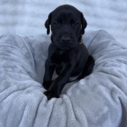 Doberman Pinscher Puppies from Haus of Hound