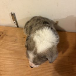 American Corgi and Australian Shepherd Puppies from KC Bar
