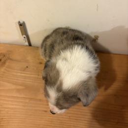 American Corgi and Australian Shepherd Puppies from KC Bar