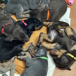 Dachshund and Doberman Pinscher Puppies from Cornerstone Dobermans
