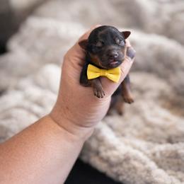 Winston - Black and tan male Yorkshire Terrier puppy in Midland, Texas from Southern Yorkie Pies