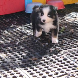 Rascal - Black tri-color female Australian Shepherd puppy in Sonoita, Arizona from Gardner Canyon Kennels