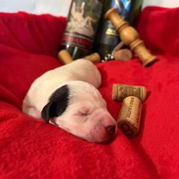 Moscato - White and black female Dalmatian puppy in Claremore, Oklahoma from Lotsofdots Dalmatians