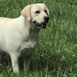 Labrador Retrievers from Turtle Creek Labradors