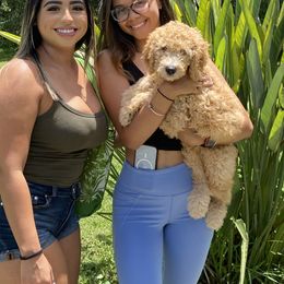 Goldendoodle Puppies from Doodley Doodles