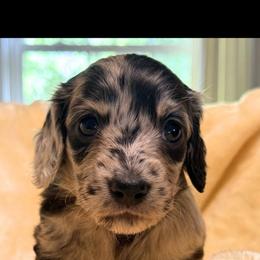 Dachshund Puppies from B+B Miniature Dachshunds