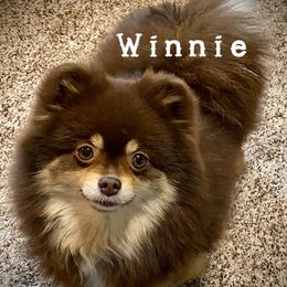 winnie - Pomeranian