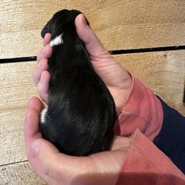 Female 1 - Black brown and white female Basset Hound puppy in Lindley, New York from Hill Top Basset Hounds & Cane Corso
