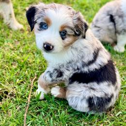 Romeo - Blue merle male Australian Shepherd puppy in Plantersville, Texas from Jak Se Auss