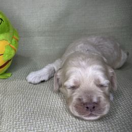 Sam - Buff male Cockapoo puppy in Placerville, California from Rpuppies