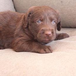 Reese - Chocolate male Labradoodle puppy in Apache Junction, Arizona from Loving Doodle