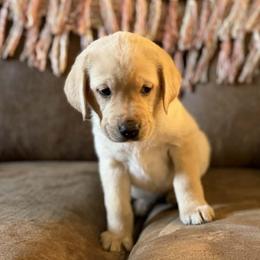 Ember - Yellow female Labrador Retriever puppy in Sweet Home, Oregon from Snowpeak English Labradors