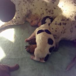 Huckleberry - Piebald male Dachshund puppy in Cedar Rapids, Iowa from Paulassillydogs