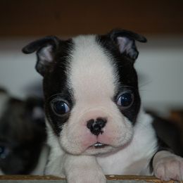 Boston Terrier Puppies from Zuran Show Dogs